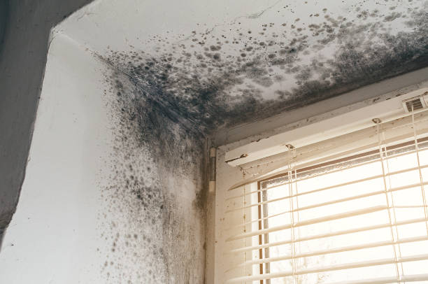 Affordable Attic Mold Remediation solutions in Comstock Park, MI